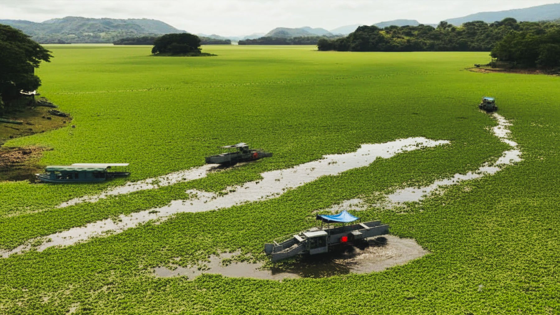 Los expertos ponen el grito en el cielo: una planta invasora amenaza el mayor embalse de este país latinoamericano