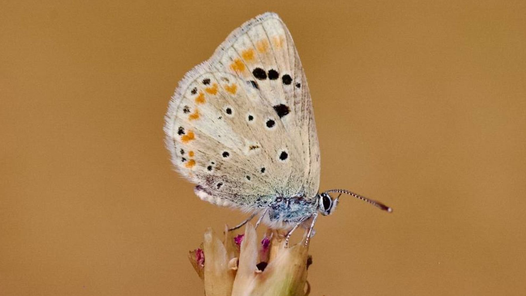 Mariposa Niña del Atlas. Foto: Roger Vila / Agencia SINC