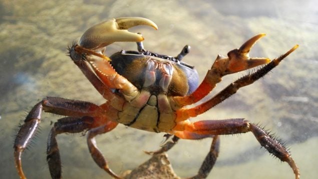 Un animal acuático