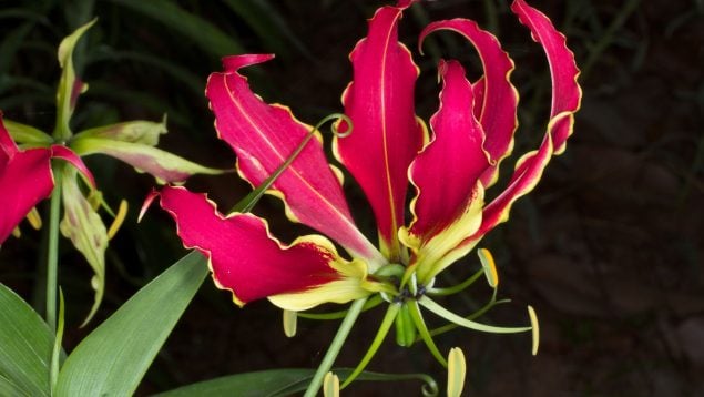 Plantas, flora, curiosidades