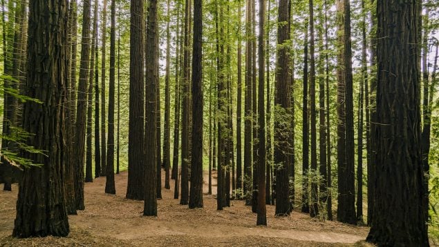 bosque de secuoyas
