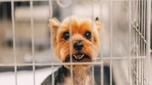 Un perro en su jaula