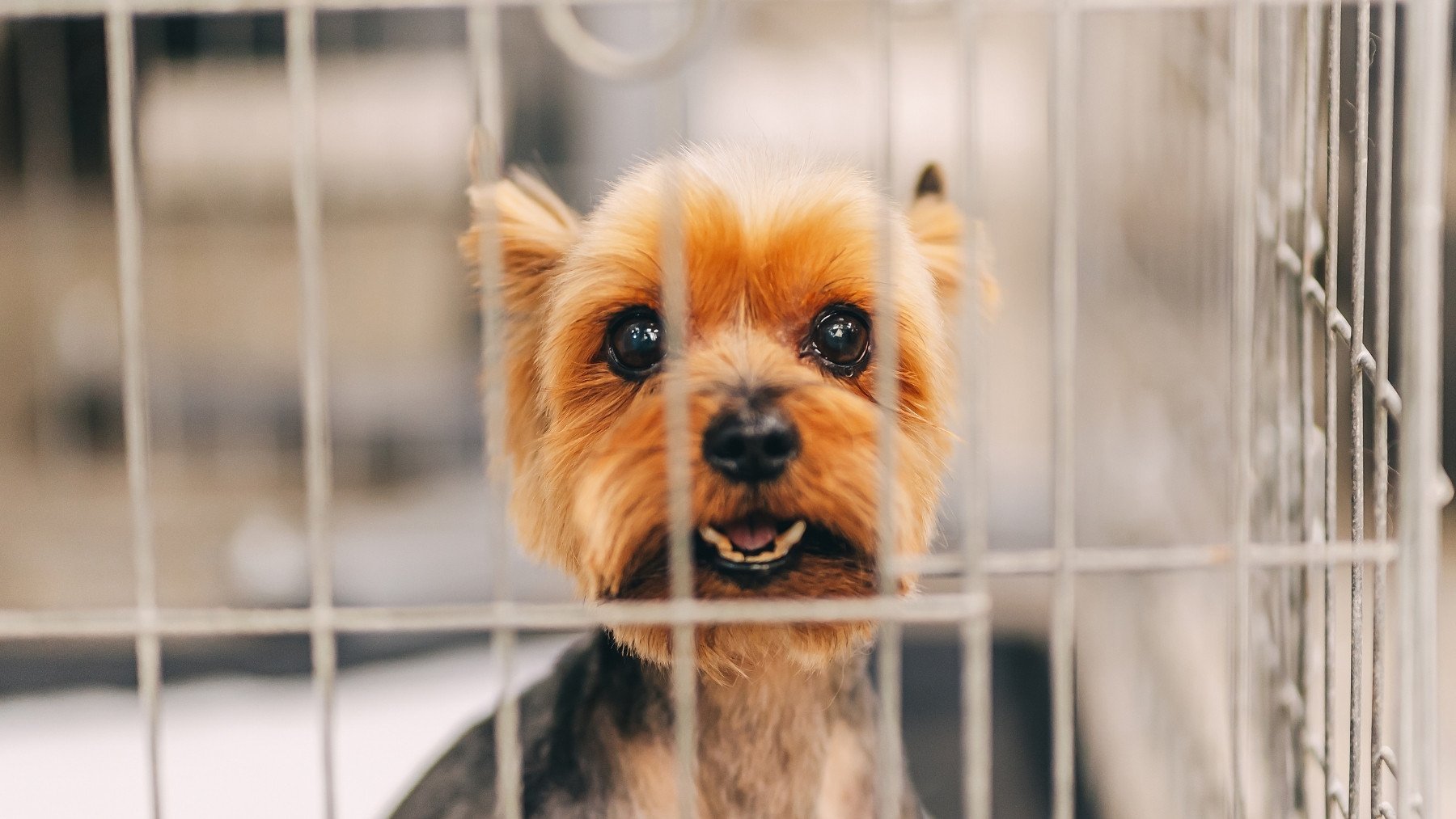 Soy adiestrador canino y te aconsejo no usar la jaula del perro de esta manera o se convertirá en ‘una prisión emocional’