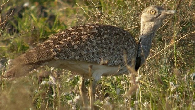 Animal, Canarias, ave