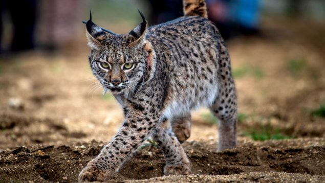 Lince, mamífero, animal, naturaleza