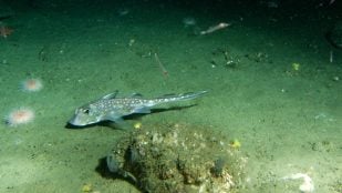 animal con dientes en la frente