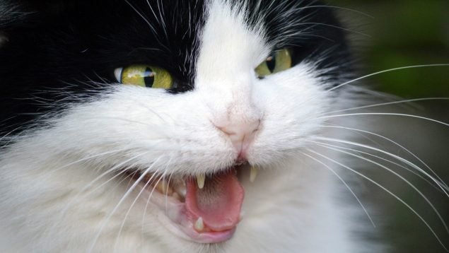 El gato bufa