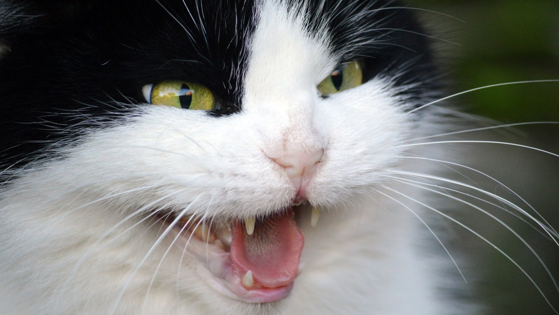 Tu gato no te bufa porque esté enfadado: ésta es la razón que nunca te has parado a pensar