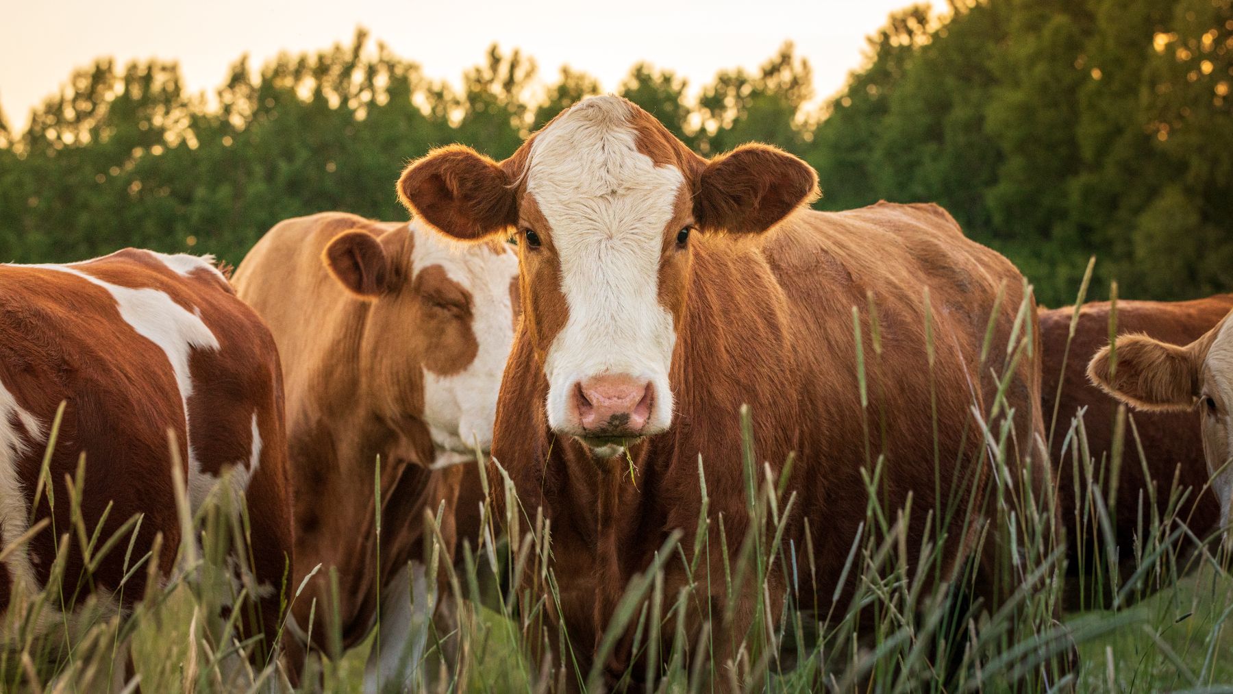 Un biocuero es un tipo de cuero que no procede de vacas como las de la imagen, sino de materias primas principalmente de origen vegetal.