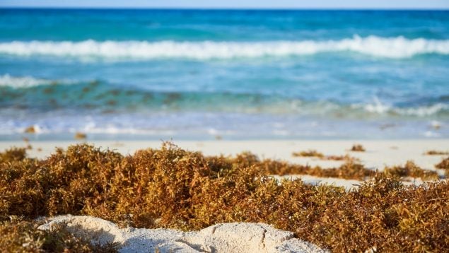 Franja marrón en el océano Atlántico
