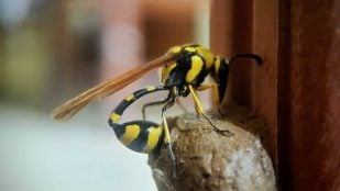 Las avispas alfareras con capaces de crear nidos de barro de estructuras muy similares a nuestras vasijas.