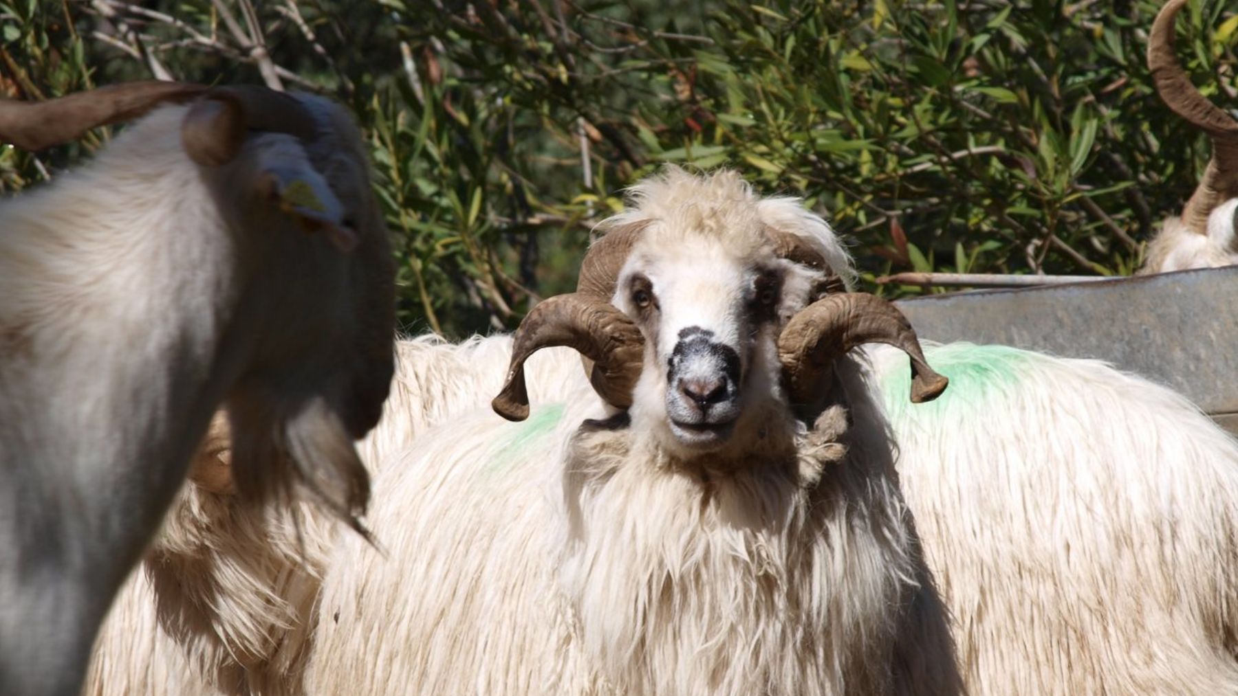 Animal, Lebrija, curiosidades