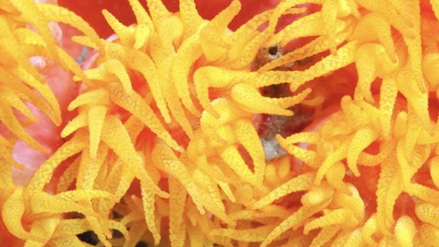 Coral, especies, Tubastraea coccinea