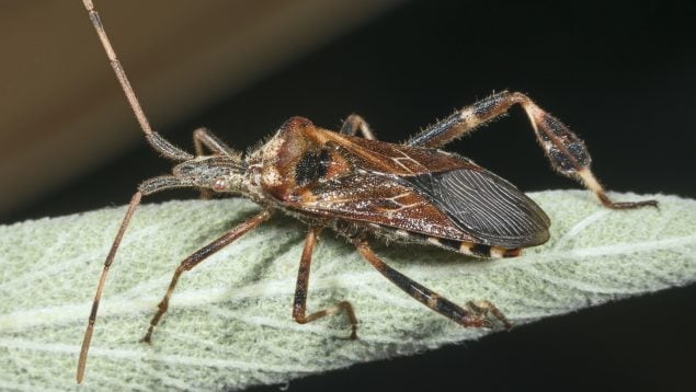 Chinche americana del pino, insecto, animales, especie invasora