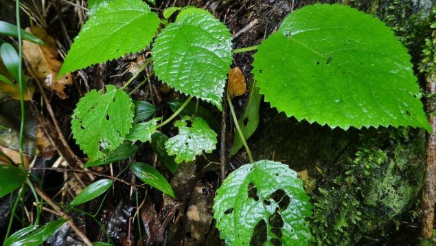 Plantas, flora, curiosidades