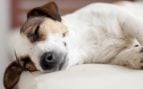 Desde que descubrí este hotel de lujo para perros en España no he vuelto a otro: me ha cambiado la vida
