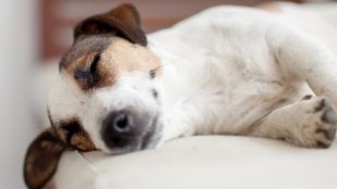 Perros duermen en la cama