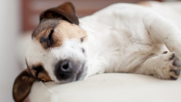 Perros duermen en la cama