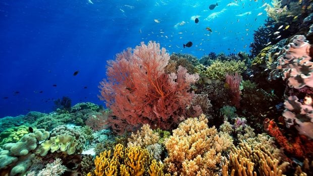 coral asociado a zooxantelas que hacen la fotosíntesis