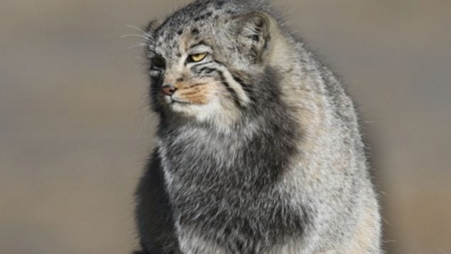 Gato, felino, animal, curiosidades