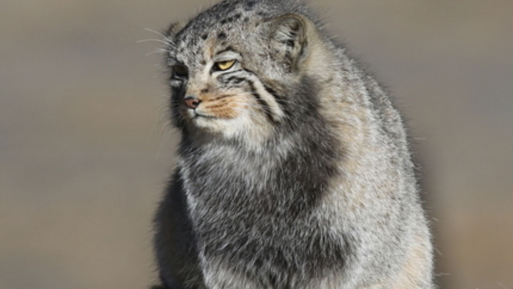 Los zoólogos no dan crédito: una cámara trampa logra filmar por fin al gato más huidizo del mundo