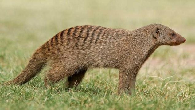 Animal, plaga, naturaleza, Japón