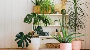 Plantas y NASA