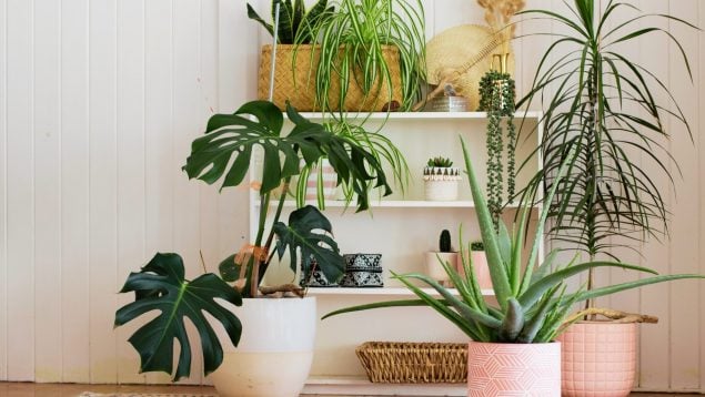 Plantas y NASA