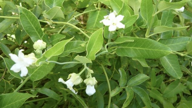 Araujia sericifera, especie invasora, plantas