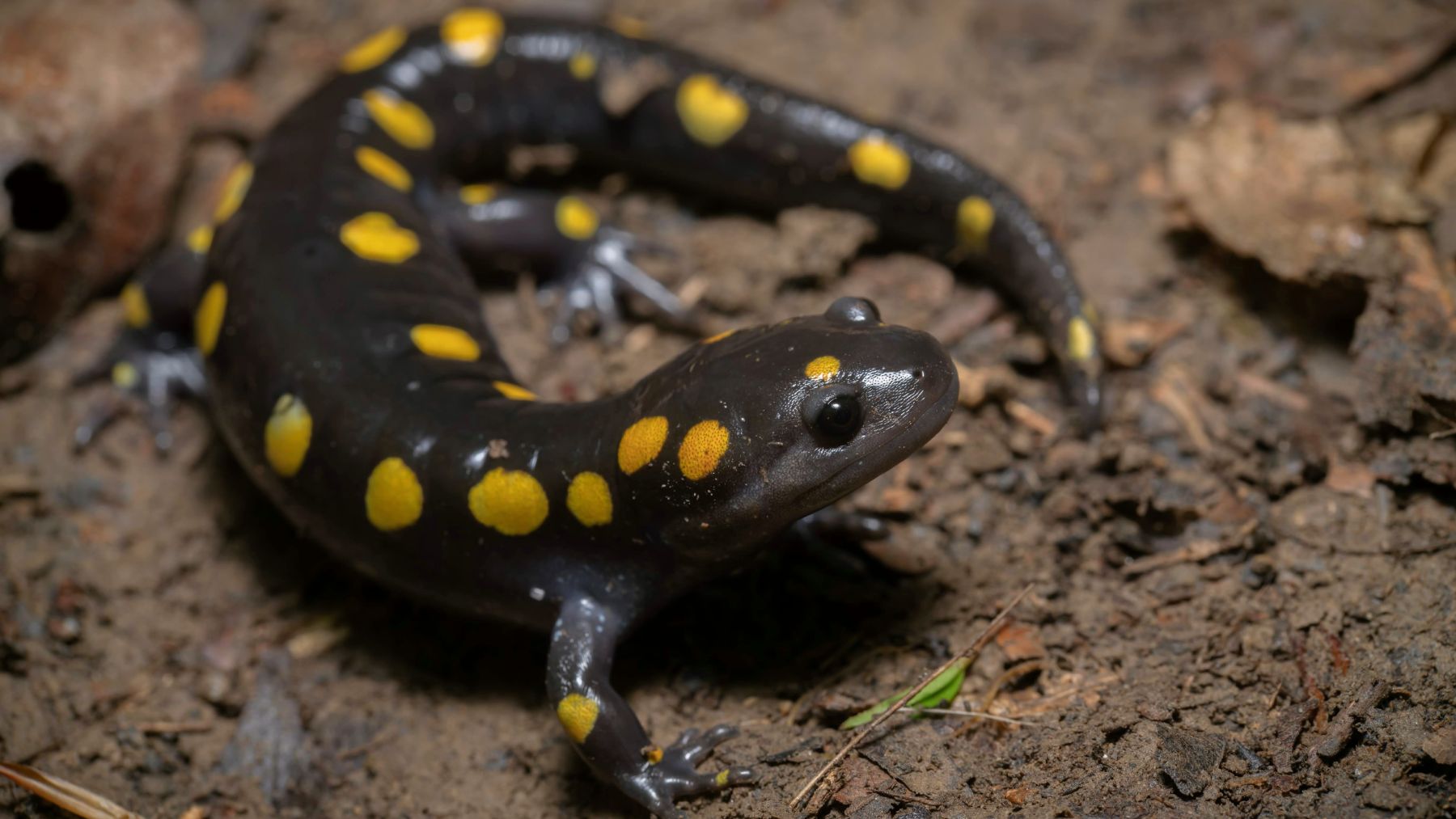 La salamandra moteada se aprovecha de la fotosíntesis de las algas.