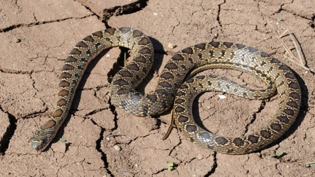 Hemorrhois hippocrepis, animales, serpiente