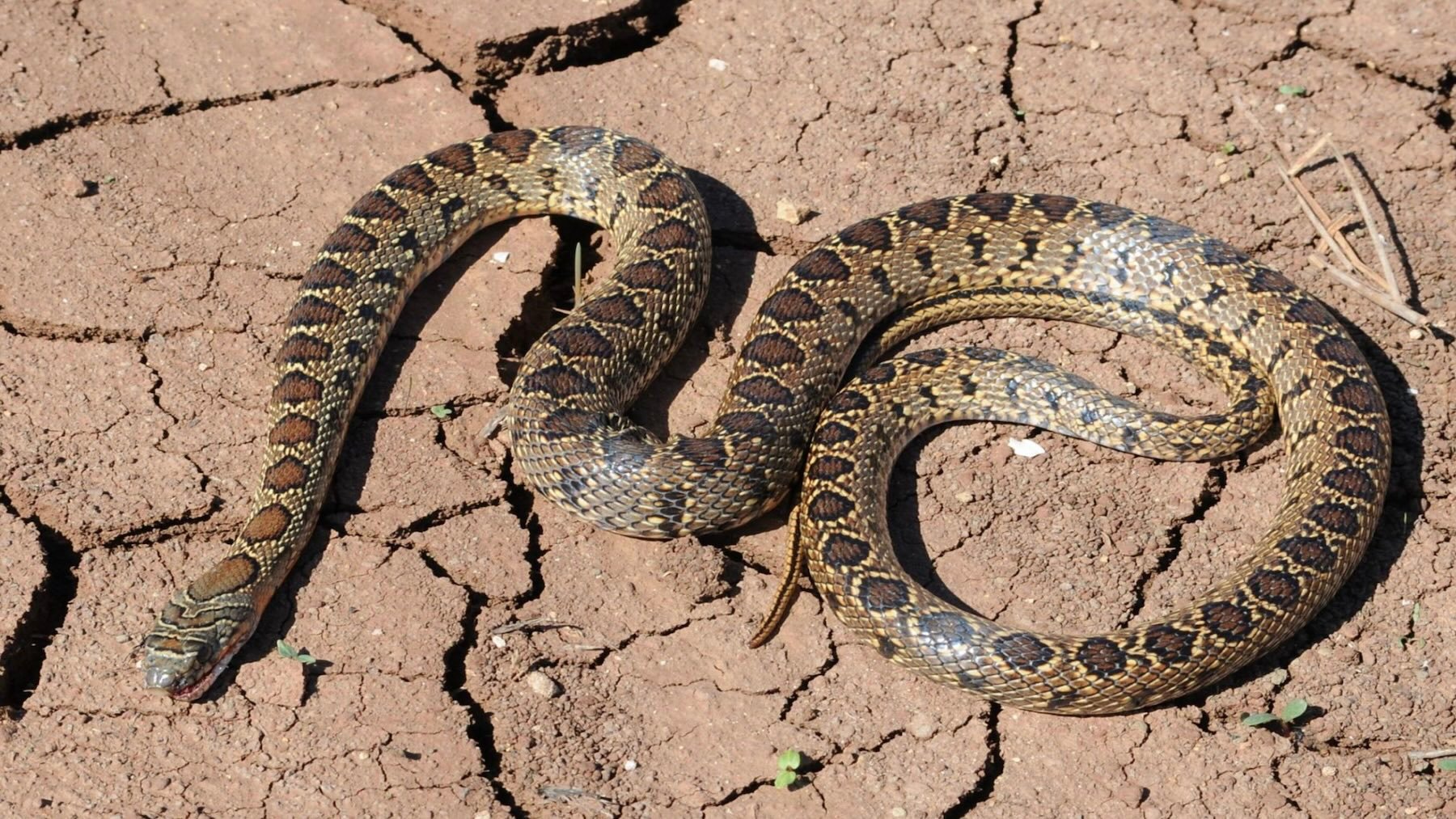 Los expertos claman por la invasión de serpientes en Ibiza y piden medidas para proteger a una especie endémica