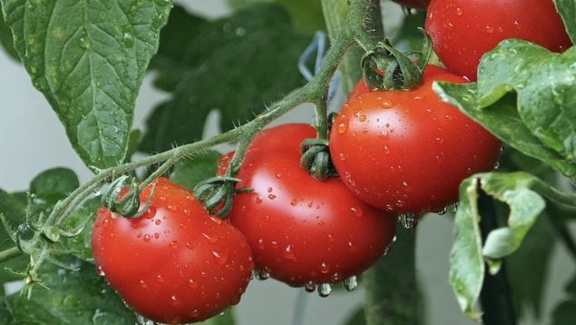 Tomates.
