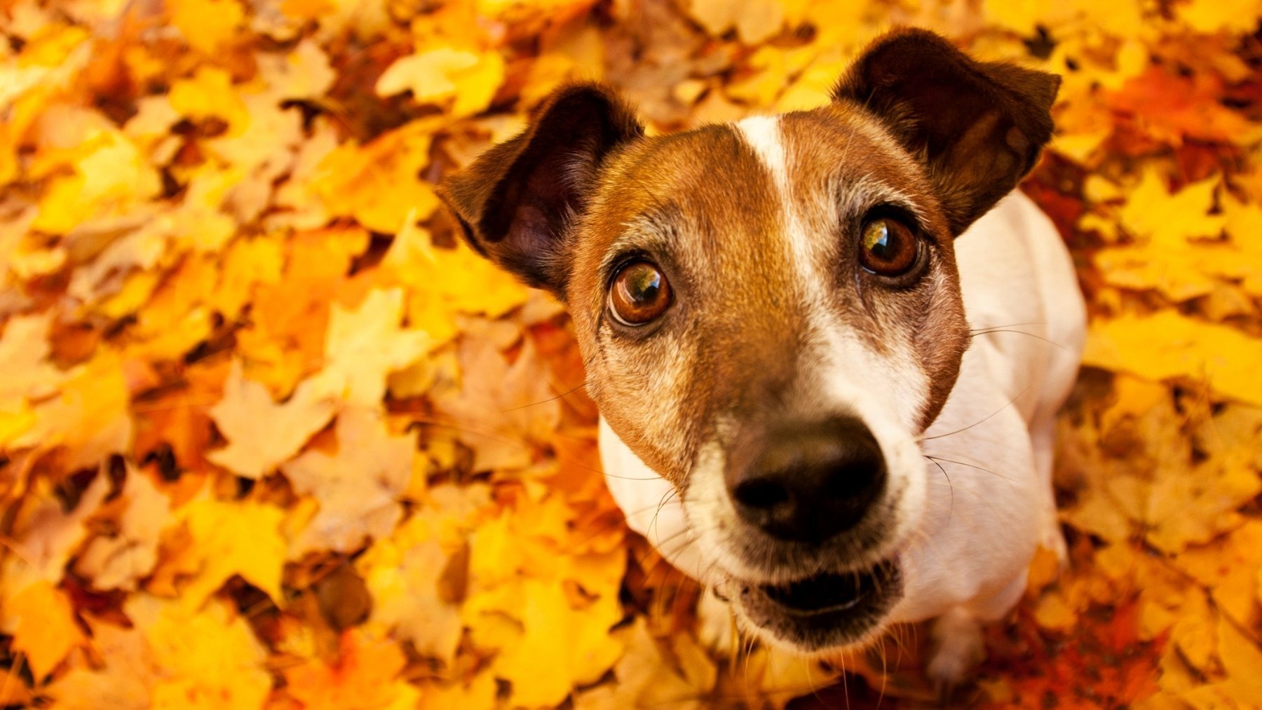 A tu perro también se le cae el pelo en otoño y ésta es la razón y la forma de evitarlo