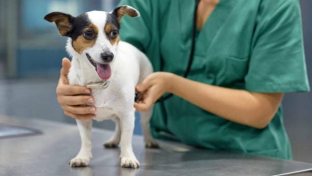 veterinario