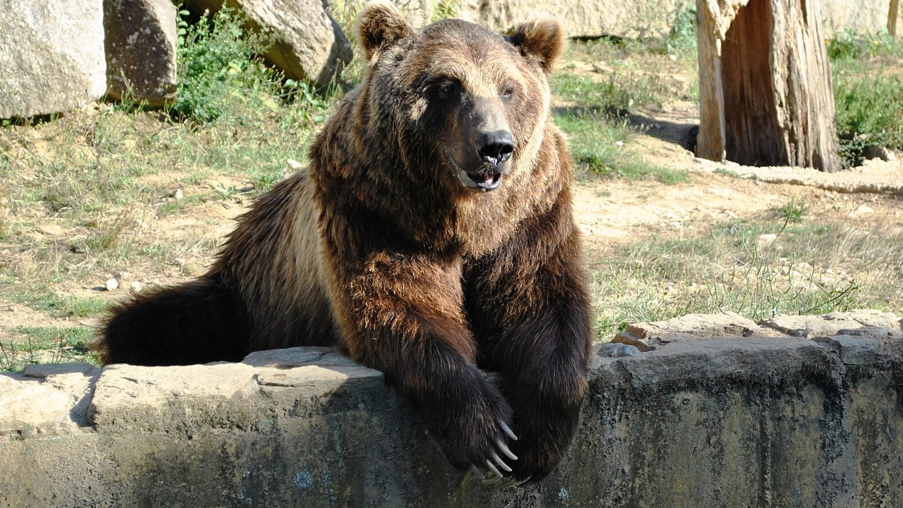 Muere el oso Carmo, del antiguo VigoZoo, a los 21 años