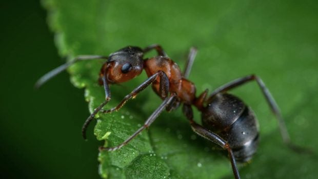 Hormigas, animales, especie