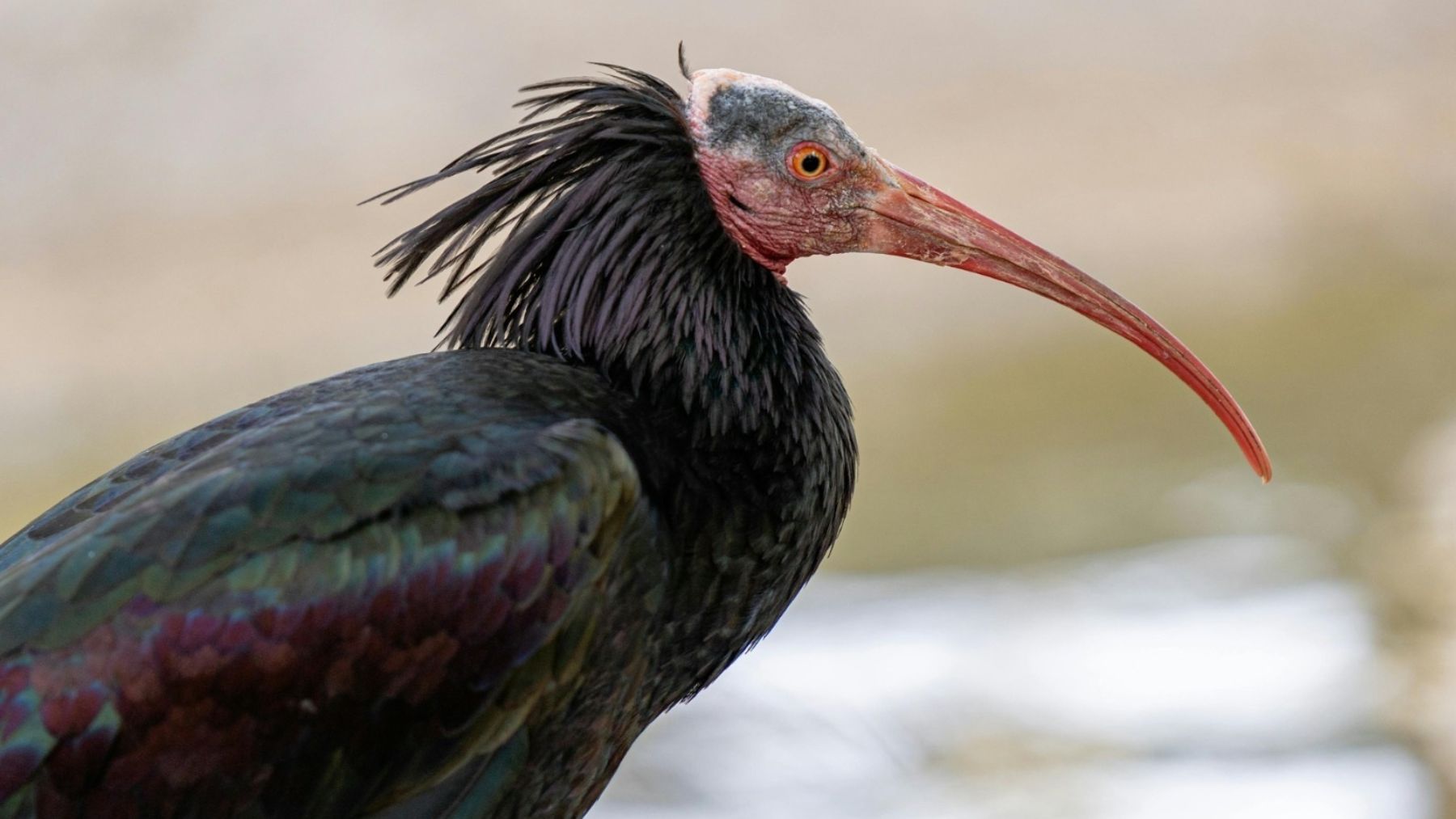 Ibis eremita. (Foto: Europa Press / Junta de Andalucía).