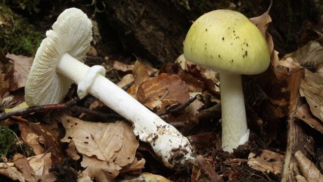 Amanita phalloides, setas, seta