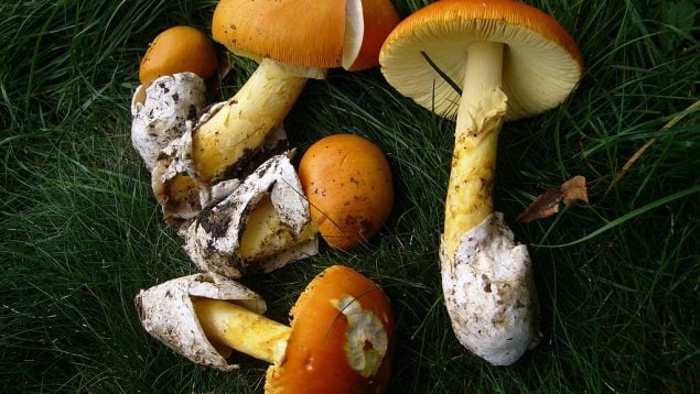 Esta es la seta de otoño más cara del mundo y está en Cataluña: muy pocos conocen su nombre
