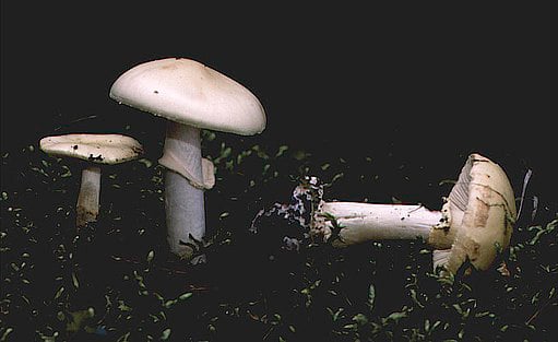 Amanita verna. Foto: Walter J. Pilsak.