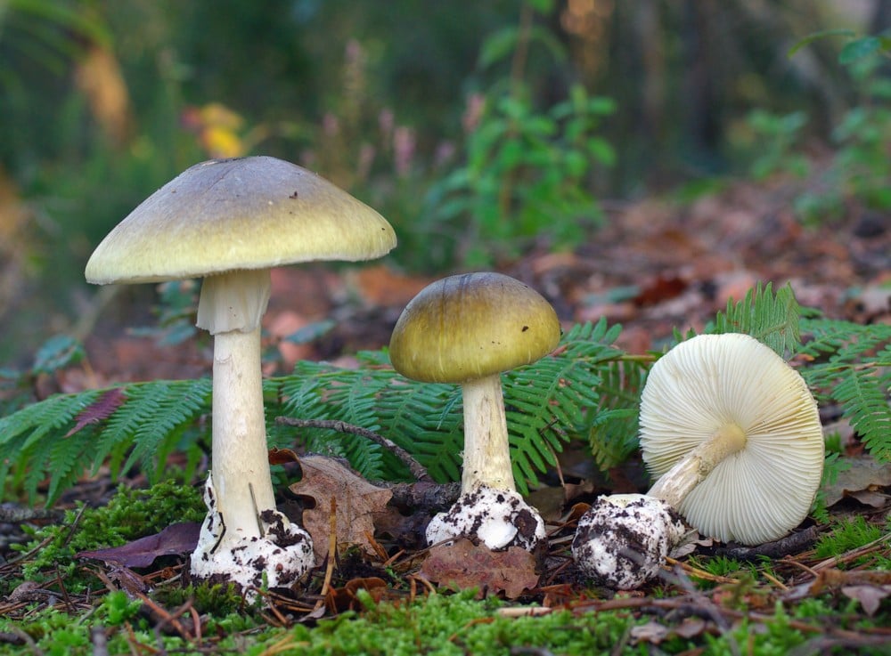 Amanita phalloides. Jordi Rius