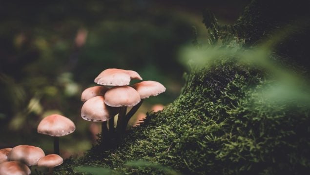 Ni níscalo ni boletus: esta es la seta más peligrosa que no debes coger en Cataluña