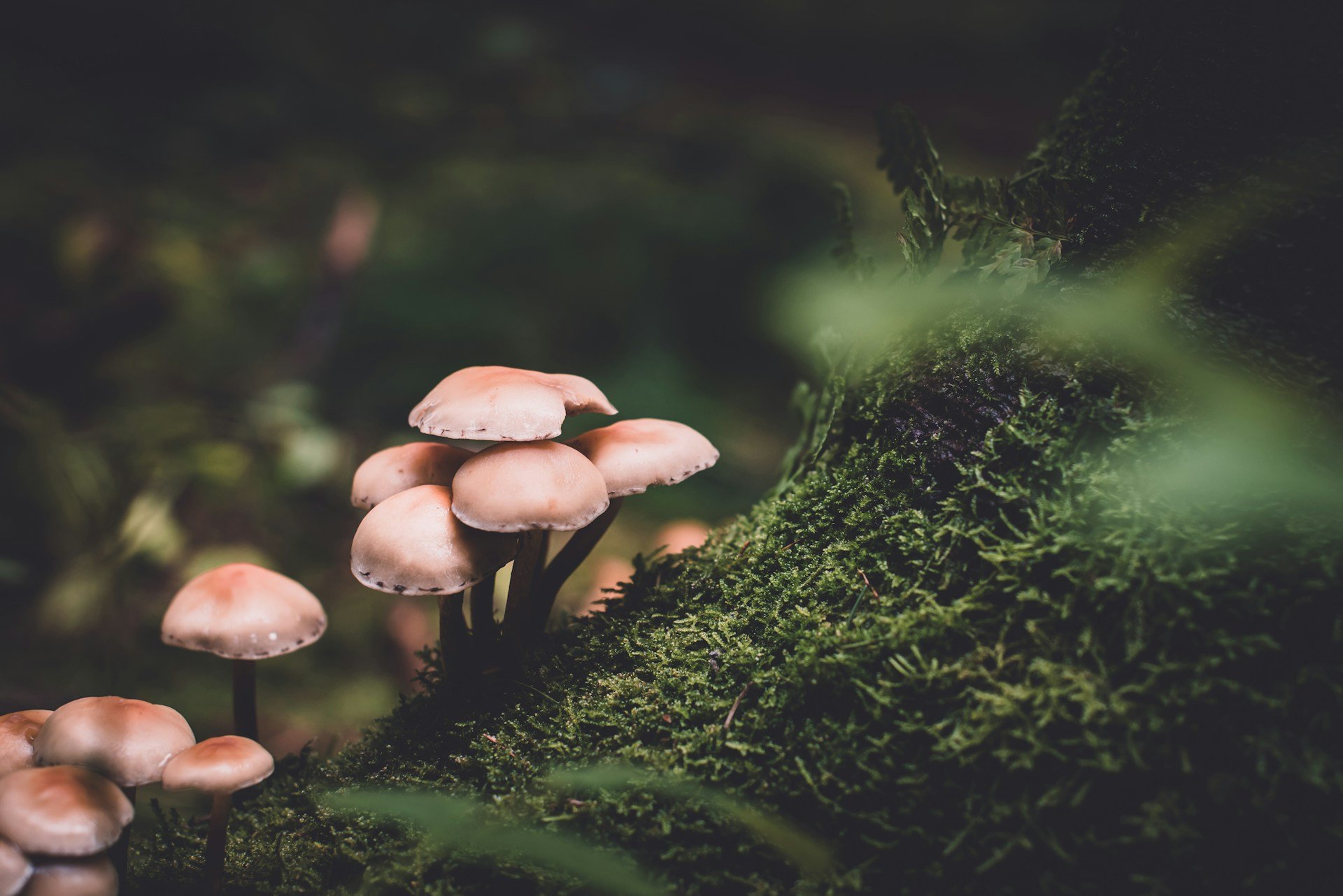 Ni níscalo ni boletus: esta es la seta más peligrosa que no debes coger en Cataluña
