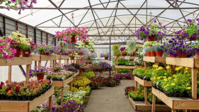 mercadillo plantas Madrid