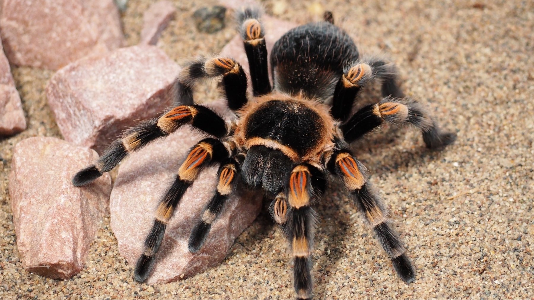 Alerta en España por la plaga que llega: tu casa se va a llenar de arañas si no haces este truco