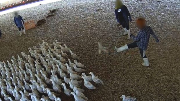 operario propina golpe a patos