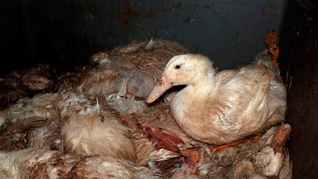 Pato entre patos muertos