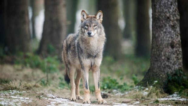 lobo europeo