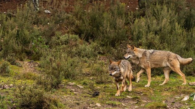 pareja de lobo ibérico